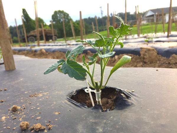 Grafted tomato seedling